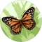 Tina Williams Avatar